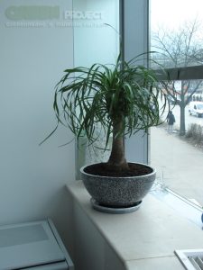 Интериорно озеленяване на Baxter – офис София