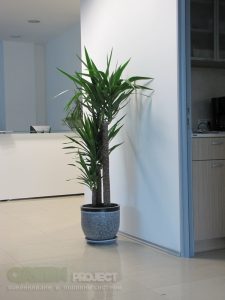 Интериорно озеленяване на Baxter – офис София