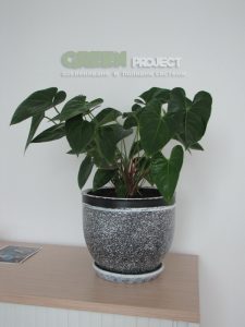 Интериорно озеленяване на Baxter – офис София