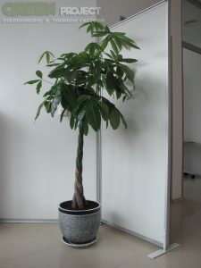 Интериорно озеленяване на Baxter – офис София