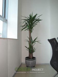 Интериорно озеленяване на Baxter – офис София