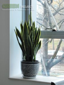 Интериорно озеленяване на Baxter – офис София