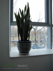 Интериорно озеленяване на Baxter – офис София