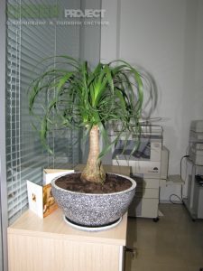 Интериорно озеленяване на Baxter – офис София