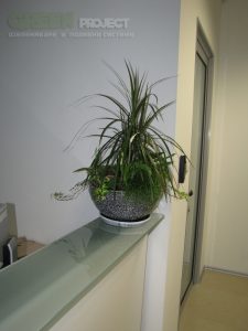 Интериорно озеленяване на Baxter – офис София