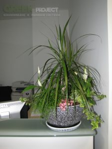 Интериорно озеленяване на Baxter – офис София