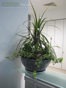 Интериорно озеленяване на Baxter – офис София