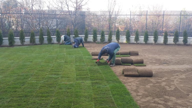 Озеленяване на двор в София - кв. Бояна (6)