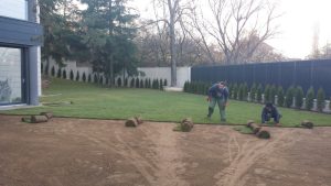 Озеленяване на двор в София – кв. Бояна (6)