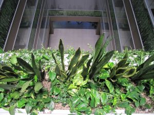 Интериорно озеленяване и поддръжка на Банка ДСК – централен офис