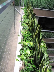 Интериорно озеленяване и поддръжка на Банка ДСК – централен офис