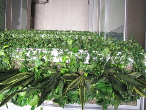 Интериорно озеленяване и поддръжка на Банка ДСК – централен офис