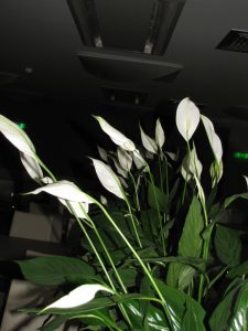 Интериорно озеленяване и поддръжка на Банка ДСК – централен офис