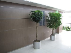 Интериорно озеленяване и поддръжка на Банка ДСК – централен офис