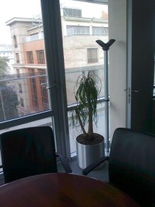 Интериорно озеленяване и поддръжка на Банка ДСК – централен офис