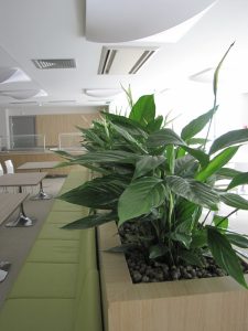 Интериорно озеленяване и поддръжка на Банка ДСК – централен офис