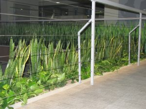 Интериорно озеленяване и поддръжка на Банка ДСК – централен офис