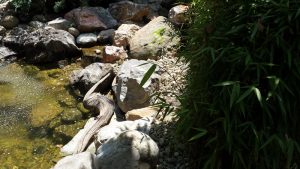 декоративно езеро в гр. Банкя