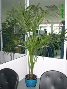 Интериорно озеленяване на офиса на Еконт Експрес