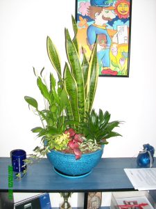 Интериорно озеленяване на офиса на Еконт Експрес