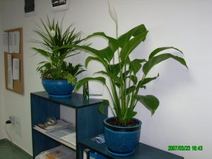 Интериорно озеленяване на офиса на Еконт Експрес