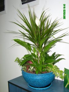 Интериорно озеленяване на офиса на Еконт Експрес