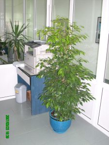 Интериорно озеленяване на офиса на Еконт Експрес