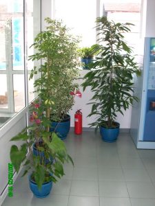 Интериорно озеленяване на офиса на Еконт Експрес