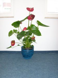 Интериорно озеленяване на офиса на Glaxo Smith Kline