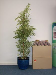 Интериорно озеленяване на офиса на Glaxo Smith Kline