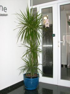 Интериорно озеленяване на офиса на Glaxo Smith Kline