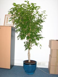 Интериорно озеленяване на офиса на Glaxo Smith Kline