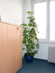 Интериорно озеленяване на офиса на Glaxo Smith Kline