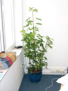 Интериорно озеленяване на офиса на Glaxo Smith Kline