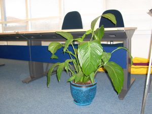 Интериорно озеленяване на офиса на Glaxo Smith Kline