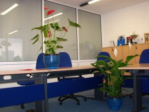 Интериорно озеленяване на офиса на Glaxo Smith Kline