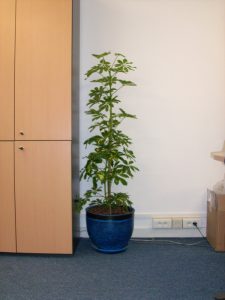 Интериорно озеленяване на офиса на Glaxo Smith Kline