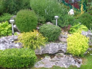 Поддръжка на двор в гр. Банкя