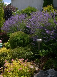 Поддръжка на двор в гр. Банкя