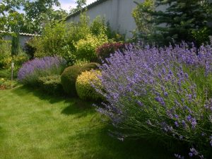 Поддръжка на двор в гр. Банкя