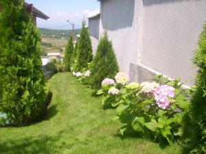 Поддръжка на двор в гр. Банкя