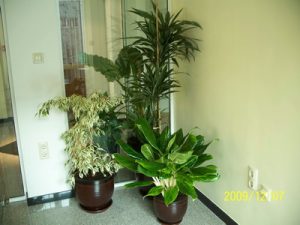 Интериорно озеленяване на офиса на Onet Technologies