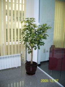 Интериорно озеленяване на офиса на Onet Technologies