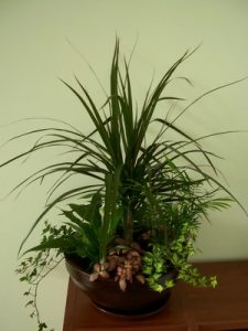 Интериорно озеленяване на офиса на Onet Technologies