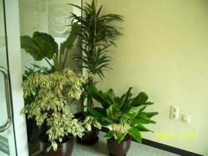 Интериорно озеленяване на офиса на Onet Technologies