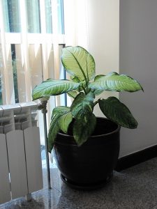 Интериорно озеленяване на офиса на Onet Technologies