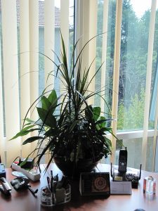 Интериорно озеленяване на офиса на Onet Technologies