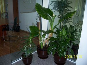 Интериорно озеленяване на офиса на Onet Technologies