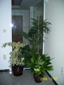 Интериорно озеленяване на офиса на Onet Technologies