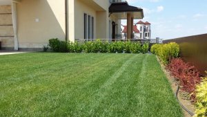 Озеленяване на двор в кв. Бояна – 5, София